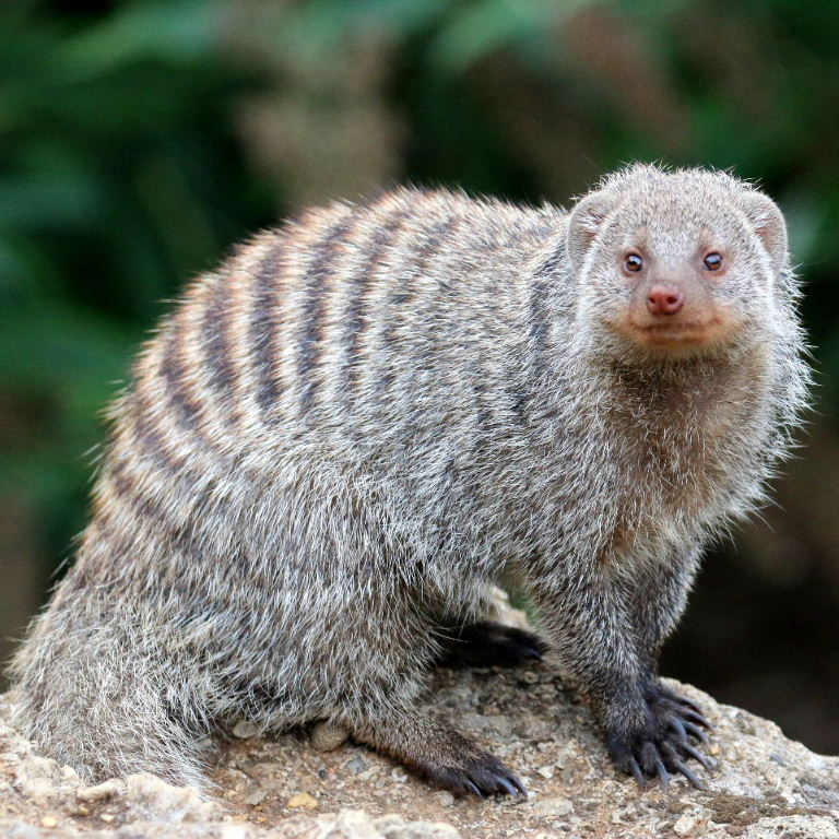 Featured Creature: Banded Mongoose - Biodiversity for a Livable Climate