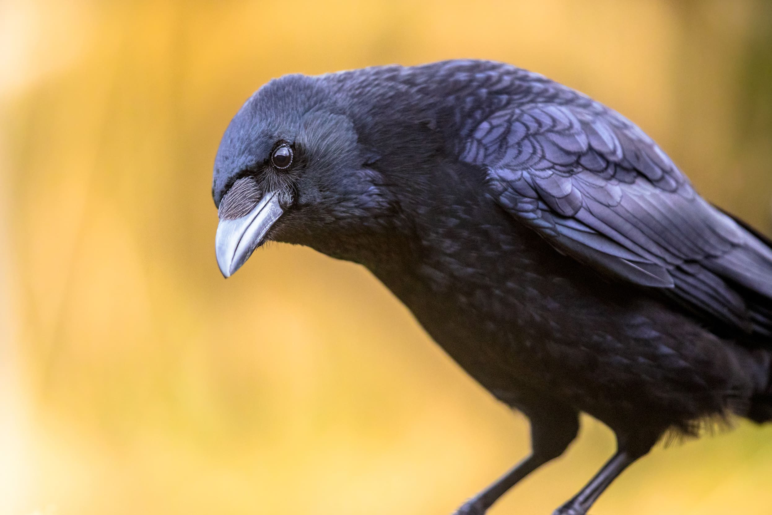 Featured Creature Crow Biodiversity For A Livable Climate Crow Species Carrion Crow Black Bird Portrait Of Head And Looking At Camera 1 Rudmer Zwerver Shuttershock 