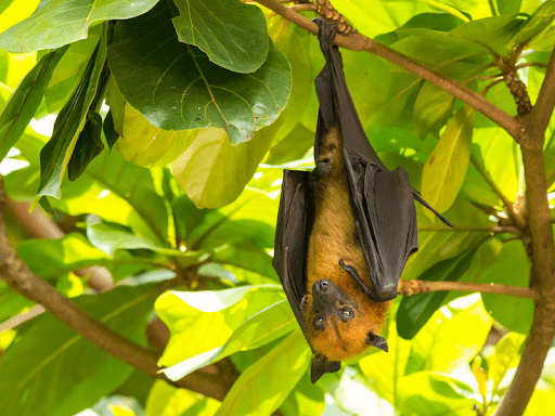 Giant Fruit Bat Teeth