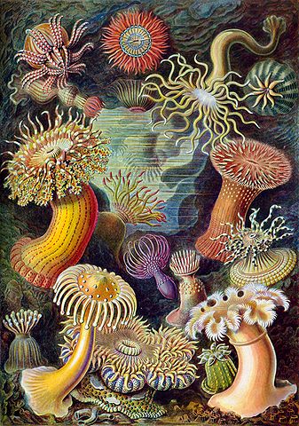 Haeckel Sea Anemones - Actiniae