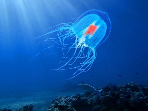 immortal jellyfish polyp