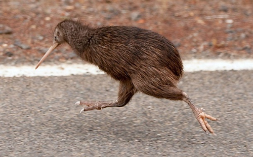 Featured Creature: Kiwi - Biodiversity for a Livable Climate