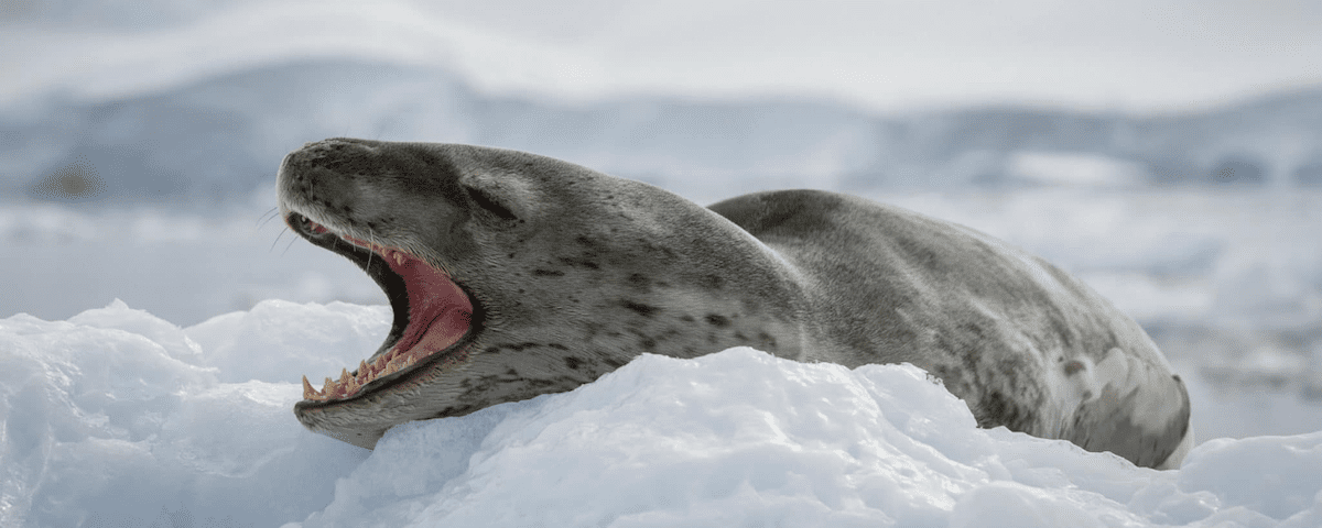 leopard seals
