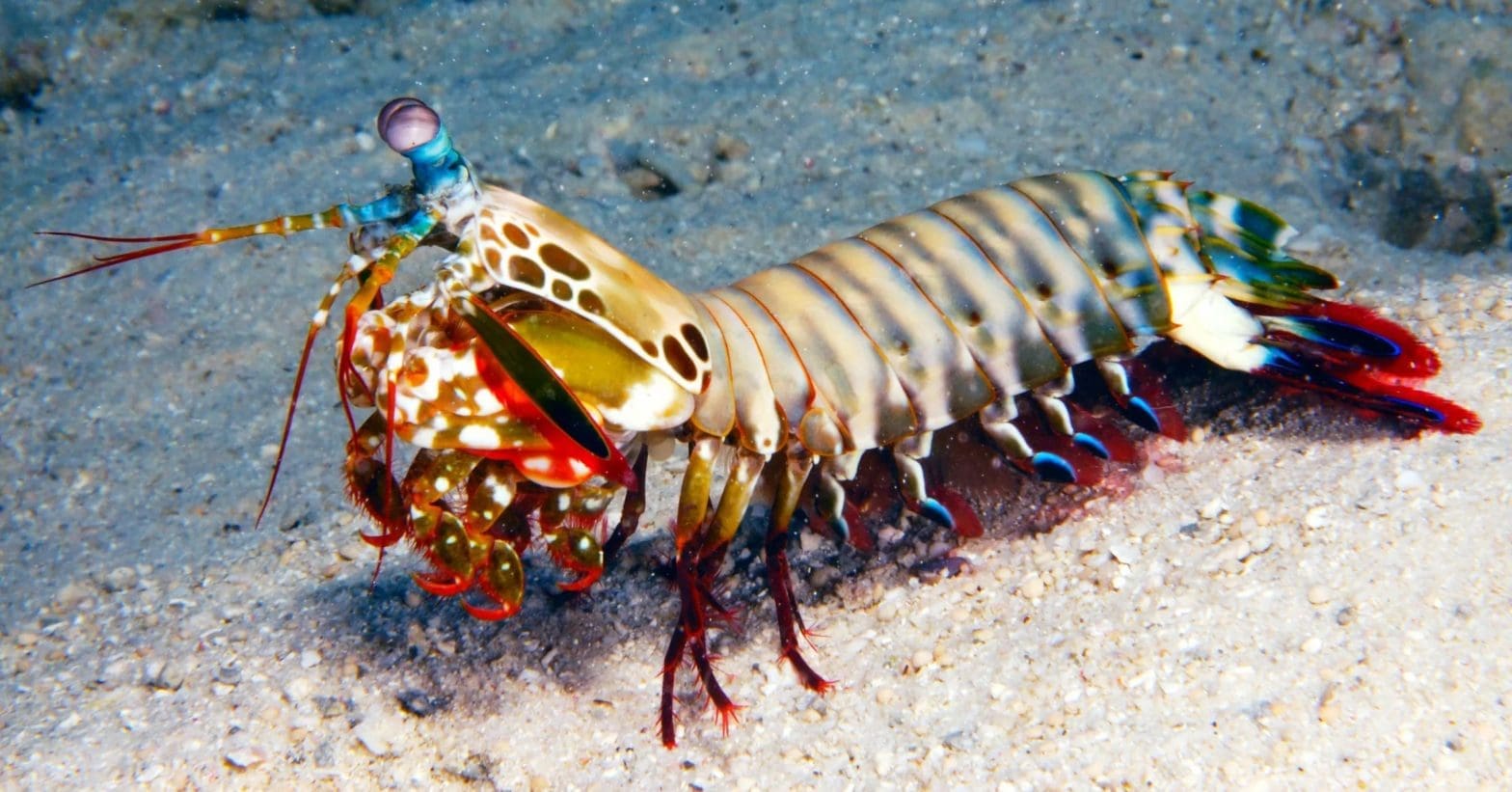 peacock mantis shrimp punch video