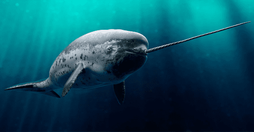 narwhals eating squid