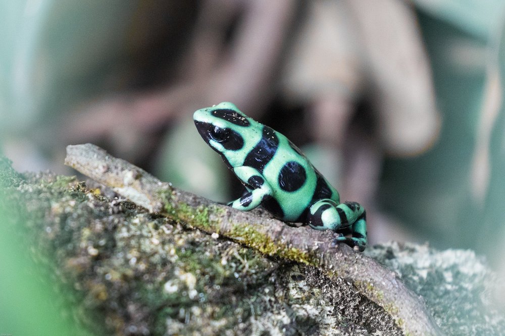 Featured Creature: Poison Dart Frog - Biodiversity for a Livable Climate