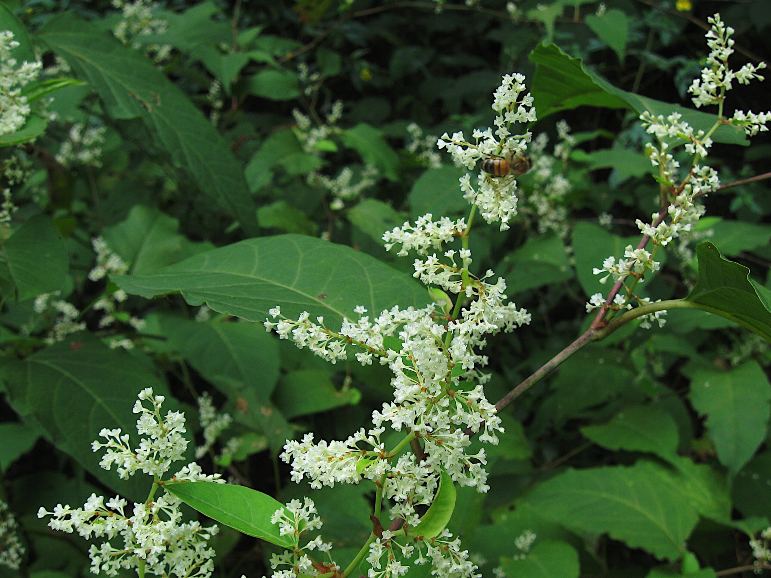 Featured Creature: Japanese Knotweed - Biodiversity for a Livable Climate