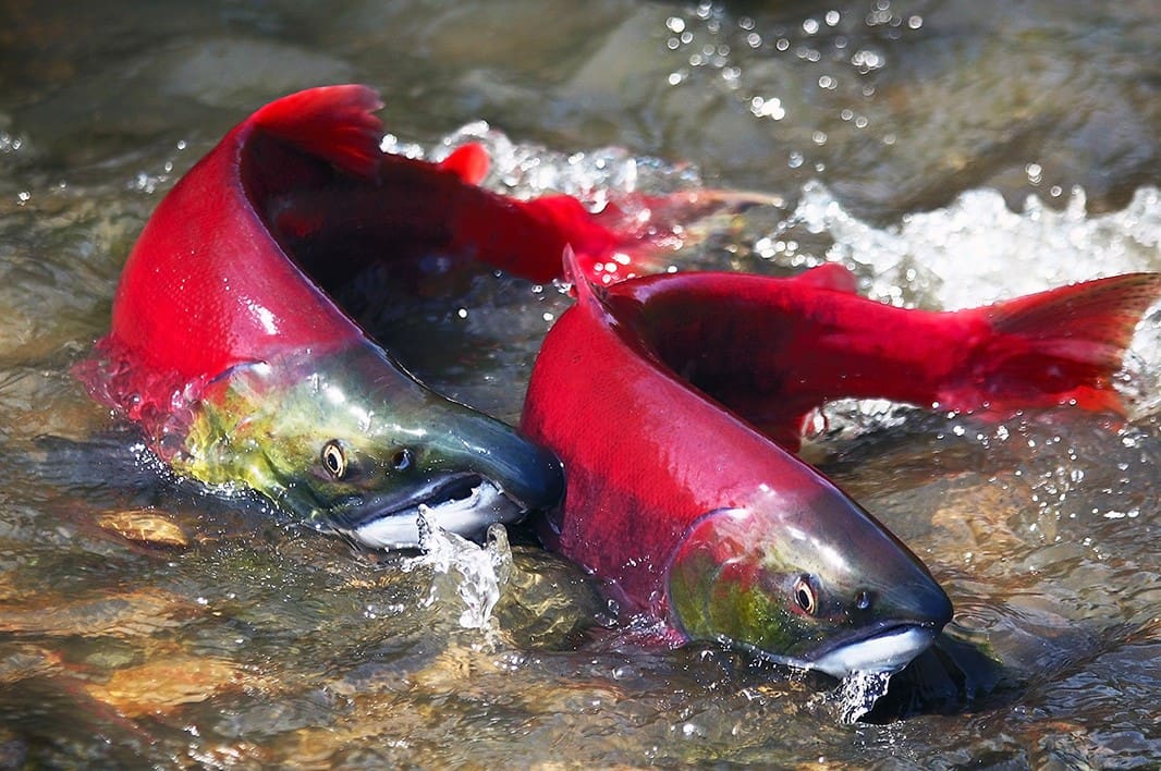 pacific salmon