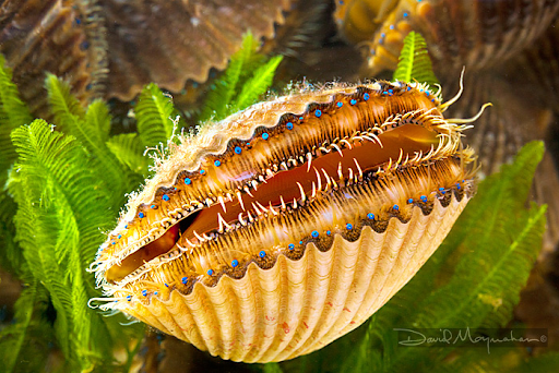 live scallops underwater
