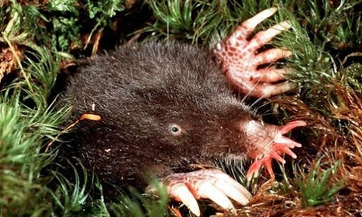 Featured Creature: Star-nosed Mole - Biodiversity for a Livable Climate