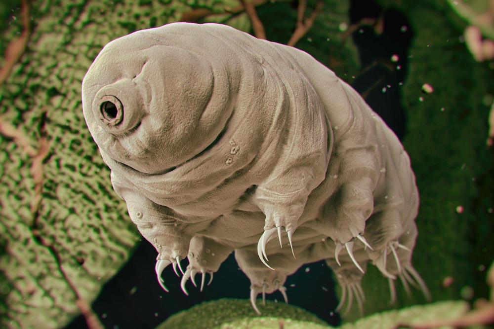 Featured Creature: Tardigrade - Biodiversity for a Livable Climate