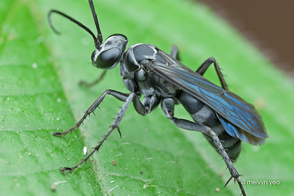 Featured Creature Wasps Biodiversity for a Livable Climate