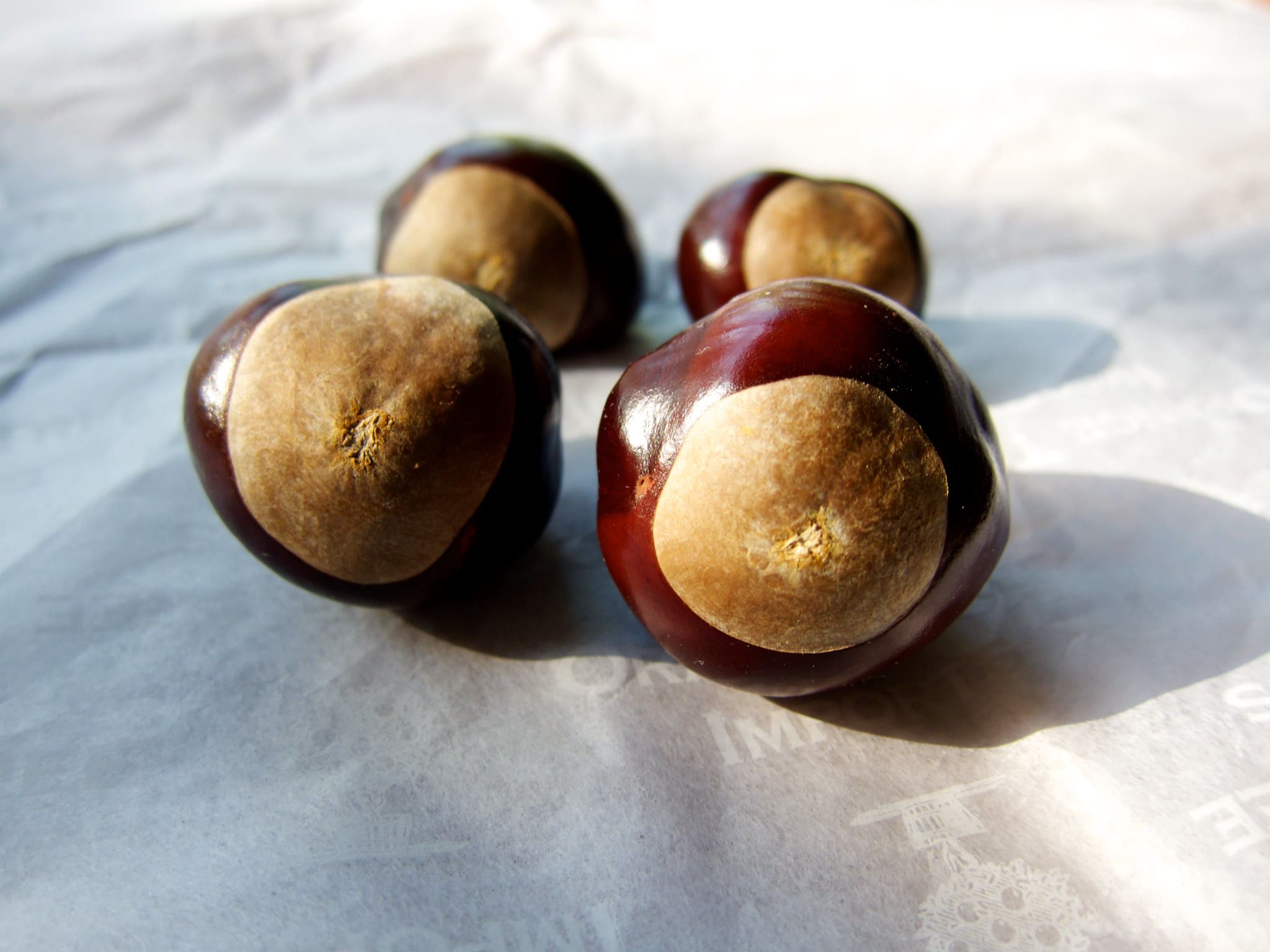 Real Buckeyes Featured Creature: Ohio Buckeye Tree - Biodiversity for a Livable Climate