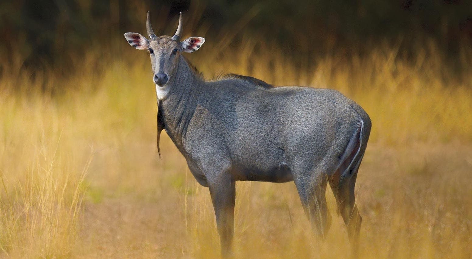 featured-creature-nilgai-biodiversity-for-a-livable-climate