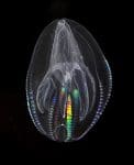 This undated image provided by Brown University via the journal Science in December 2013 shows a Mnemiopsis leidyi, a species of comb jelly known as a sea walnut. A new study published online Thursday, Dec. 12, 2013 in the journal Science says comb jellies, a group of gelatinous marine animals, represent the oldest branch of the animal family tree. (AP Photo/Brown University, Stefan Siebert)